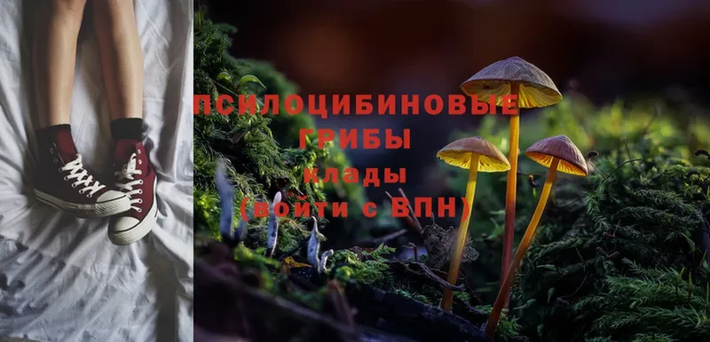 Псилоцибиновые грибы Psilocybe  Ртищево 